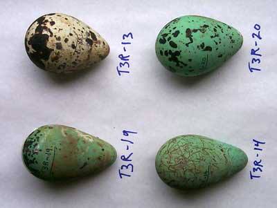 Fertile Parrot Eggs and Parrots Birds for sale at DISCOUNTED PRICES