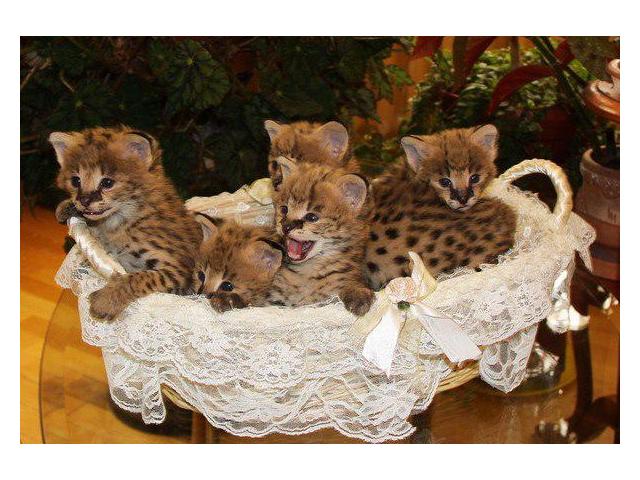 serval and savannah kittens available.