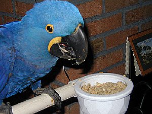 Hyacinth Macaw parrot birds for sale
